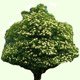 Beware the eldern tree